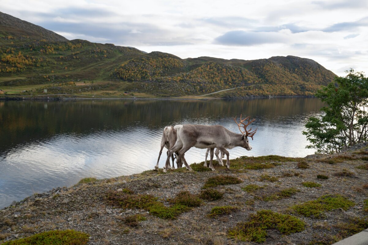 Skandinavija z Nordkapom in Lofoti (letalo-bus)